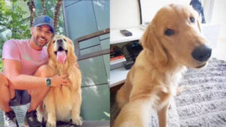 Cachorro morre após ser transportado pela Gol para o estado errado